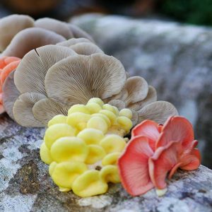 500 grams oyster mushroom box