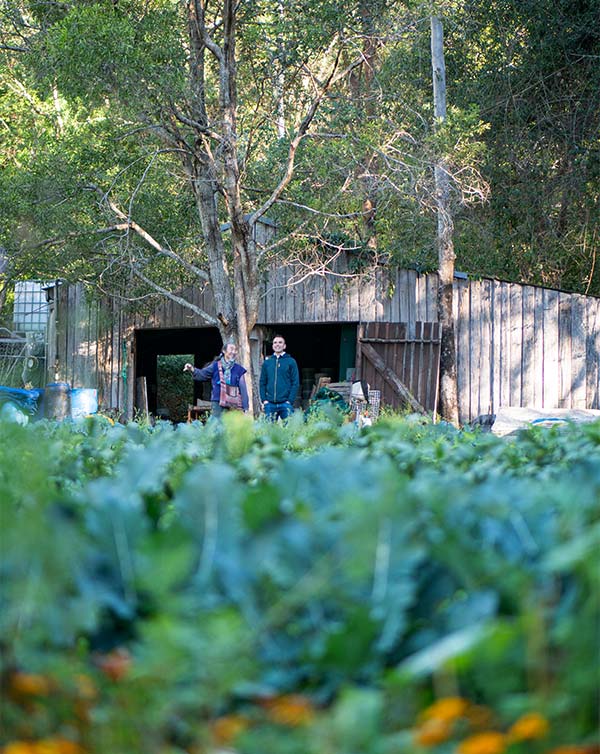 Mushroom shed